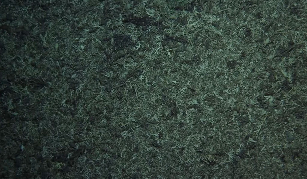 Underwater still of dead, grey coral that has been bottom trawled